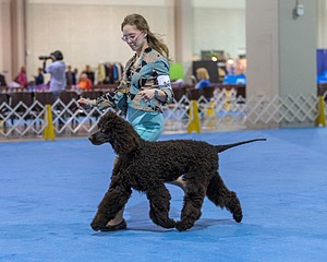 10 - Poole's Ide Touch Of Mink (Darla)