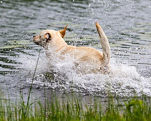 Goose