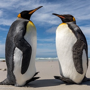 King Penguins, Saunders Island, The Falklands