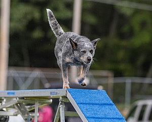 Bree Spetla