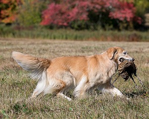 Cara