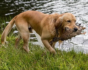 Journey Goldberg