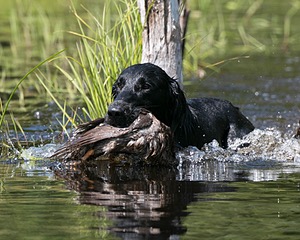 20140810-SHW-0016.jpg