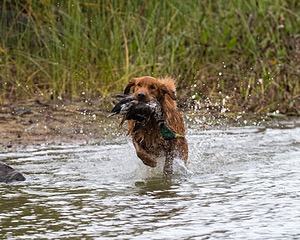 Tracker