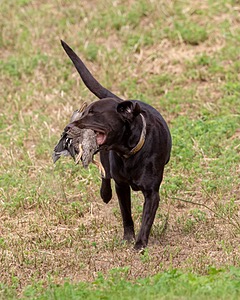 Tucker