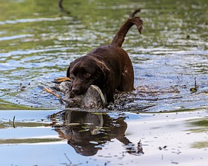 Murphy Harmon