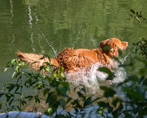Tremor Cyr