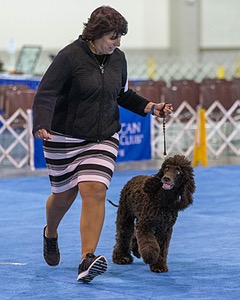 30 - GCH CH Chantico's Spirit In The Surf JH CD RA OA OAJ  NF (Selchie)