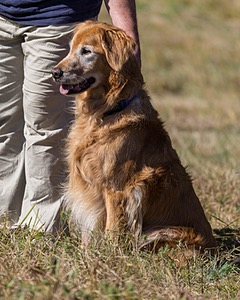 Tazer Kaplan