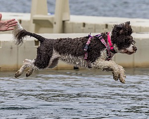 Tillie Lattrell