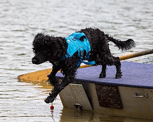 Boaty Belicose