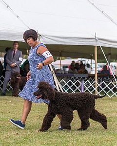 17 - GCH CHANTICO'S SHELTER FROM THE STORM RN XF MX (Reef)