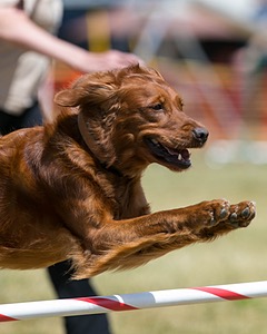 20150613-CCKC-0127.jpg
