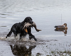 Splash Nettleton-Smilas