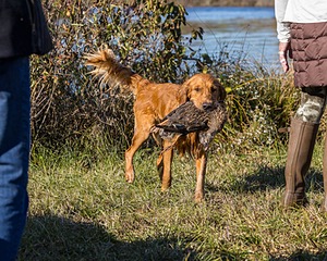 Rufus Barket
