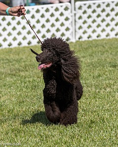 43 - GCH CH Chantico's Shelter From The Storm CD RA MX AXJ MXP2 MJP2 MJPB XF DS (Reef)