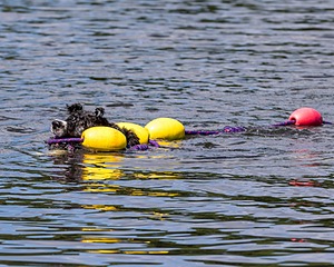 Glowworm