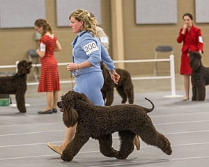 200 - GCH CH Poole’s Ide By Design (Skeeter)