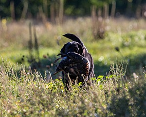 Ranger schuko