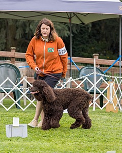 2304 - GCH CH BREKKON'S FIRST MARK BN RN CGC TKN