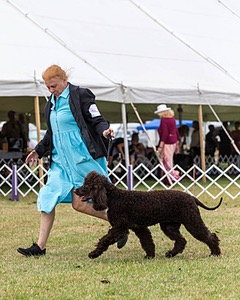 06 - CASTLEHILL'S WICKEDLY CUTE JOLENE CGCA TKP RAE B