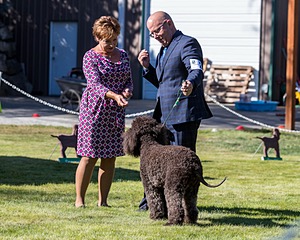 24 - GCH CH BLACKTHORN'S KEEVA CROMPTON RM AX AXJ XF TKN (Keeva)