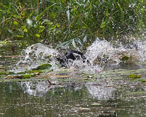 Gotcha Sumner