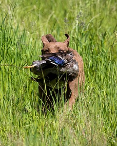 20170604-SEAL-1115.jpg