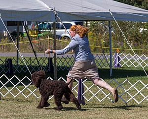 05 - GCH WATERFORD'S TROUBLE BREWING