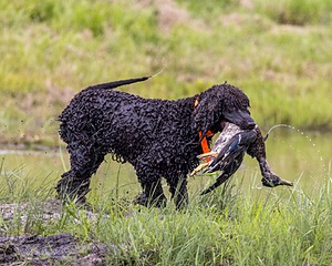 Ghillie Kezer