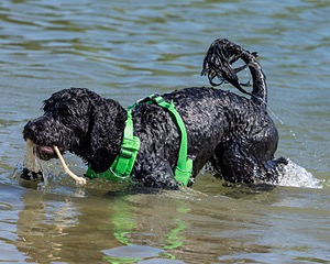 Ebony Fernandino