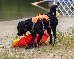 Roo Sestini