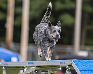 Bree Spetla