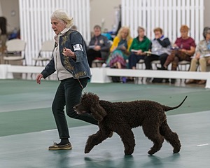 60 - CH CAT'S SISTER SARAH BROWN CA CGCA