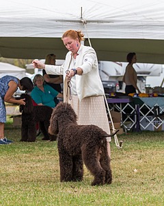 05 - GCH WATERFORD'S TROUBLE BREWING