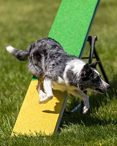 Pinto Kelly