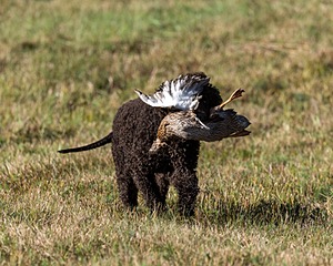 Ghillie Kezer