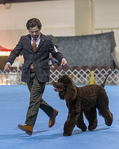 17 - GCH CH Quiet Storm My Boy's Wicked Smart  CGCA TKA (Bayes)