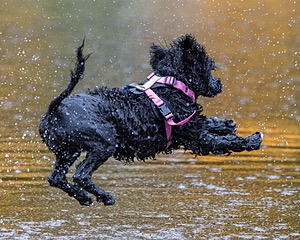 Tessa Hobin