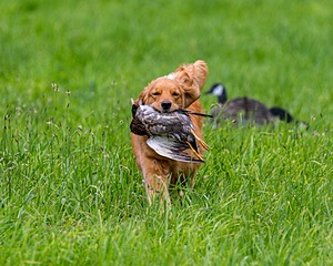20170603-SHRL-0040.jpg