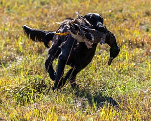 Test Dog