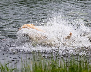Goose