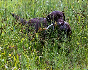 20160717-WCL-0008.jpg