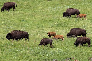 Bison, Custer State Park, South Dakota