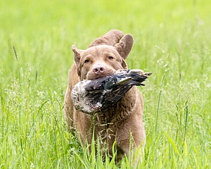 Hunter Law
