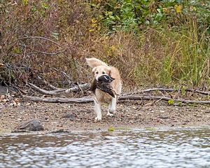 Ghillie