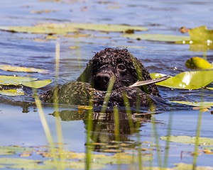 Ghillie Kezer