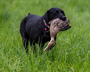 20170603-SHRL-1197.jpg