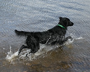 Parker