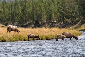 Elk, Yellowstone National Park